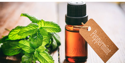 Peppermint essential oil