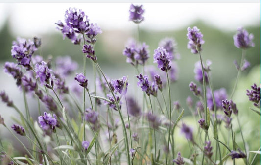 Lavender